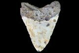 Bargain, Megalodon Tooth - North Carolina #83936-2